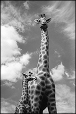 Giraffes, Washington, DC