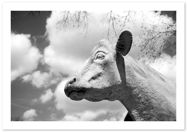 Maryland Department of Agriculture, West Cow, Raymond Kaskey, Annapolis, MD