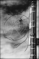  Spider, Breon Gilleran, Washington, DC